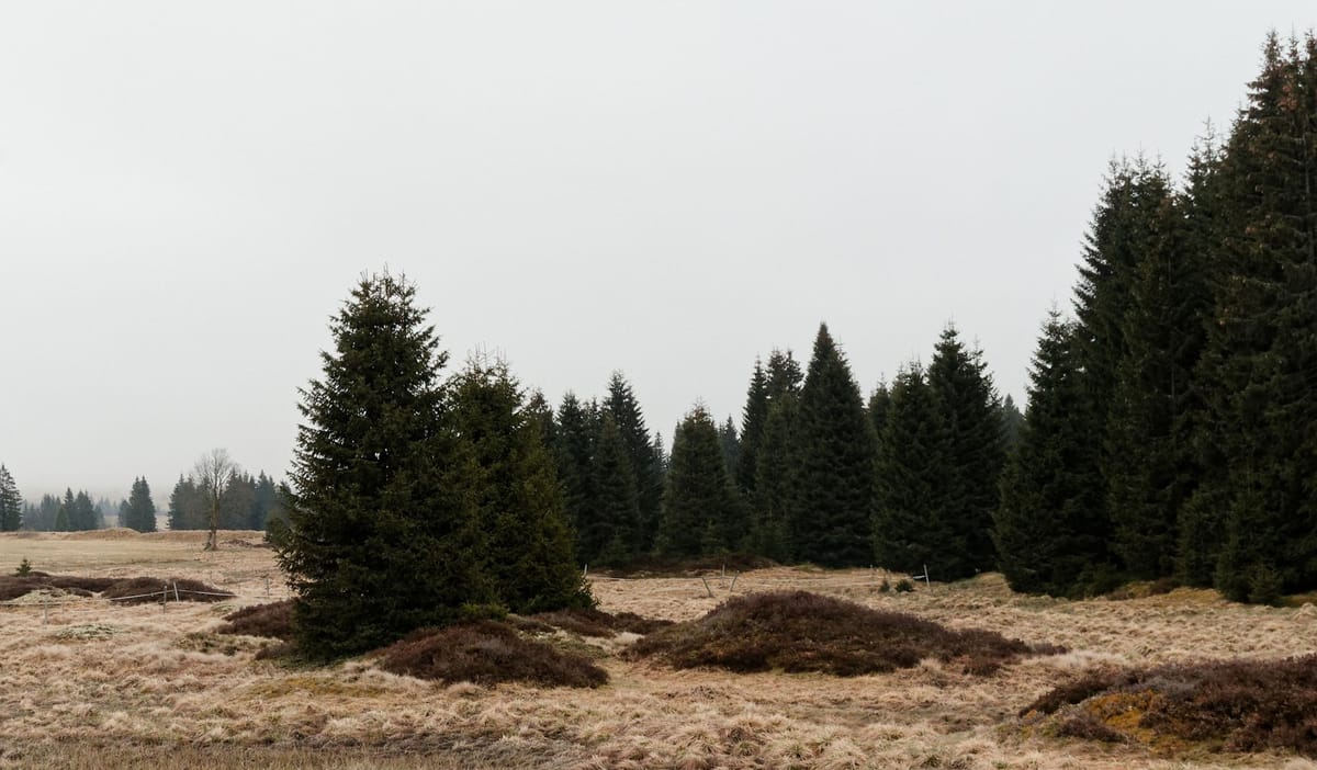 R.I.P. David Lynch, ein Roman aus dem Erzgebirge und bissl Comedy