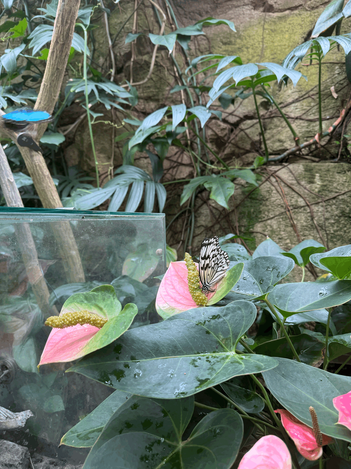 Was los im Dschungel da draußen?